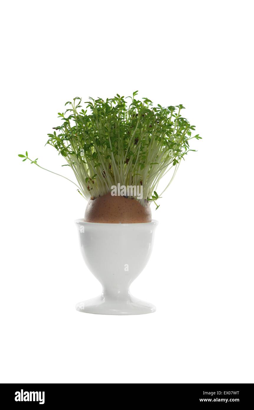 growing cress in eggshell on white background Stock Photo