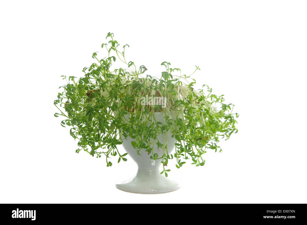 growing cress in eggshell on white background Stock Photo