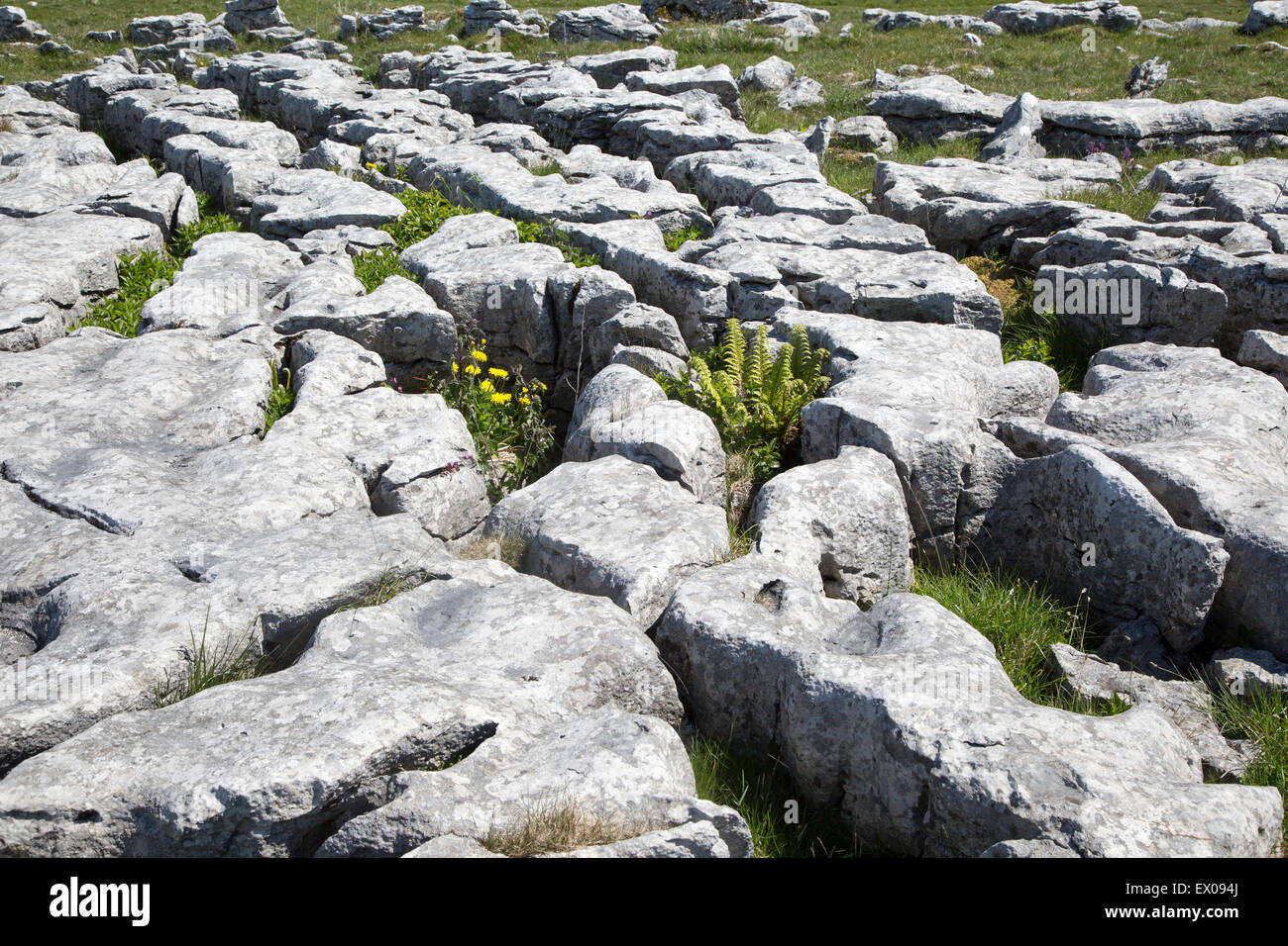 Plants growing in limestone pavement Malham, Yorkshire Dales national