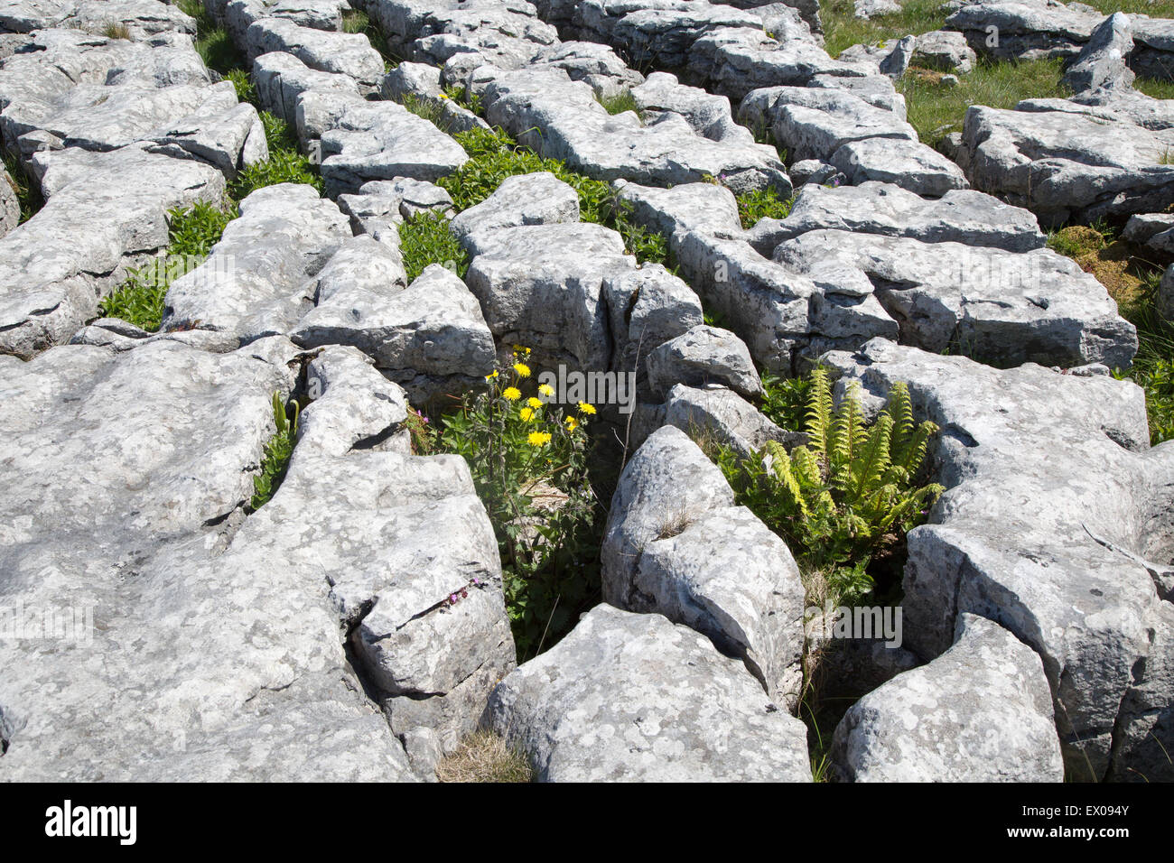 Plants growing in limestone pavement Malham, Yorkshire Dales national