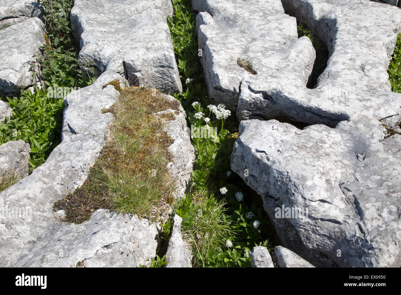 Plants growing in limestone pavement Malham, Yorkshire Dales national