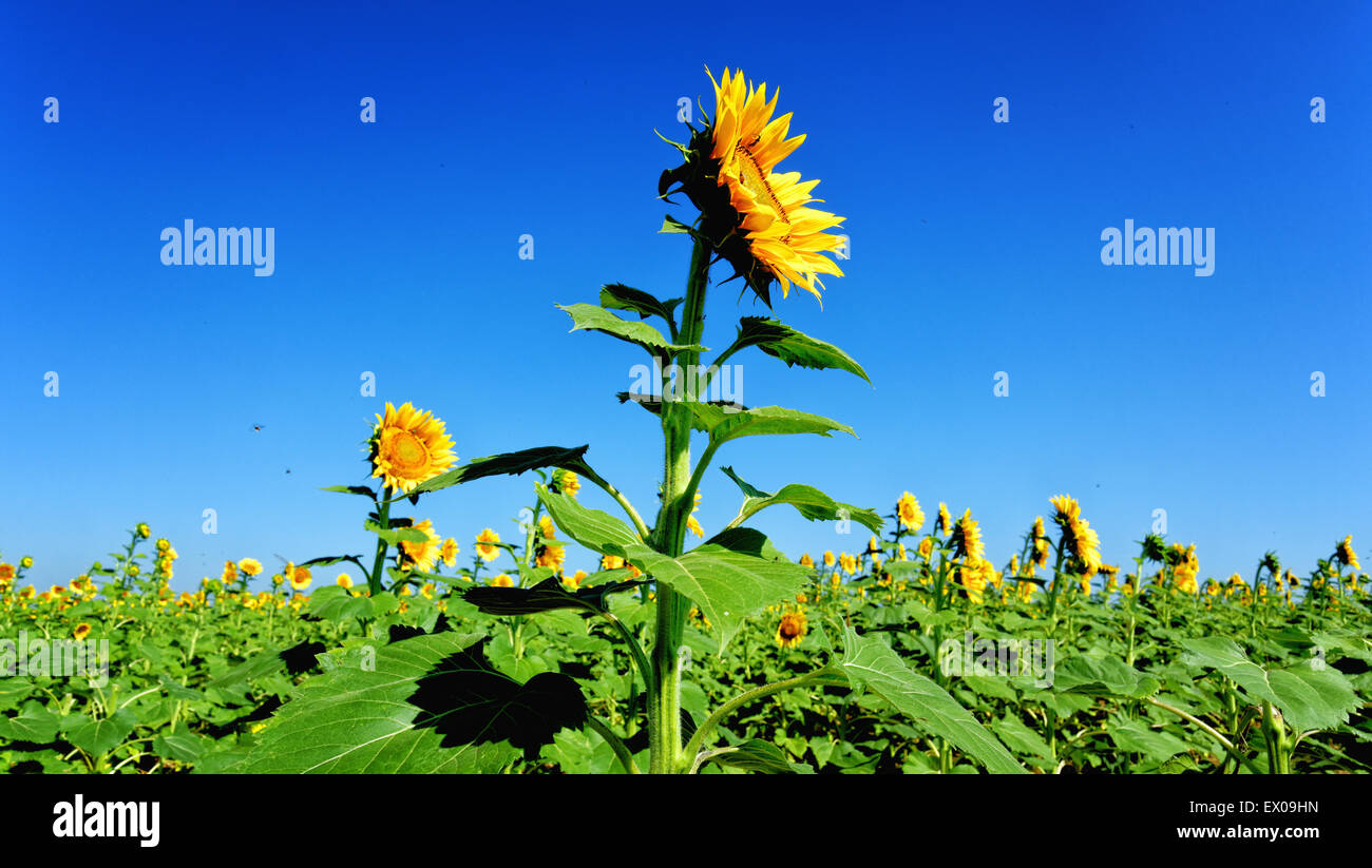 Blue sky and sunlit sunflower field Stock Photo