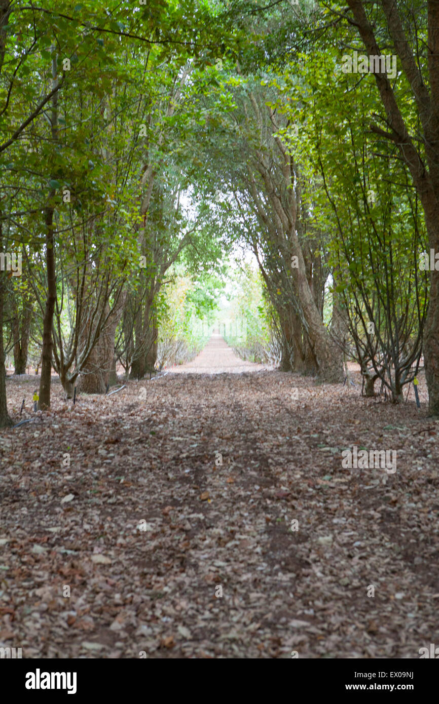 Rows of acorn trees used to grow black perigold truffles Stock Photo