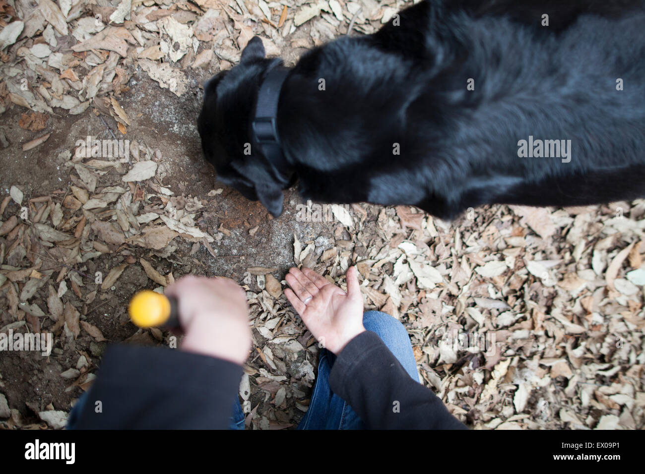 'Bella' the trained truffle hunting black labrador dog Stock Photo Alamy