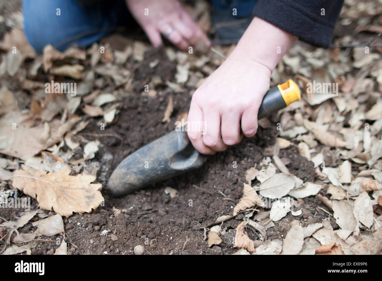 Truffle hunting, digging up black perigold truffles after being located