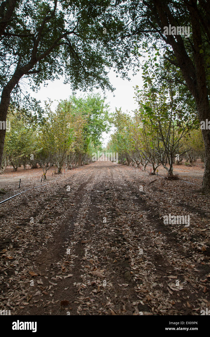 Rows of acorn trees used to cultivate black perigold truffles that grow on the roots. Stock Photo