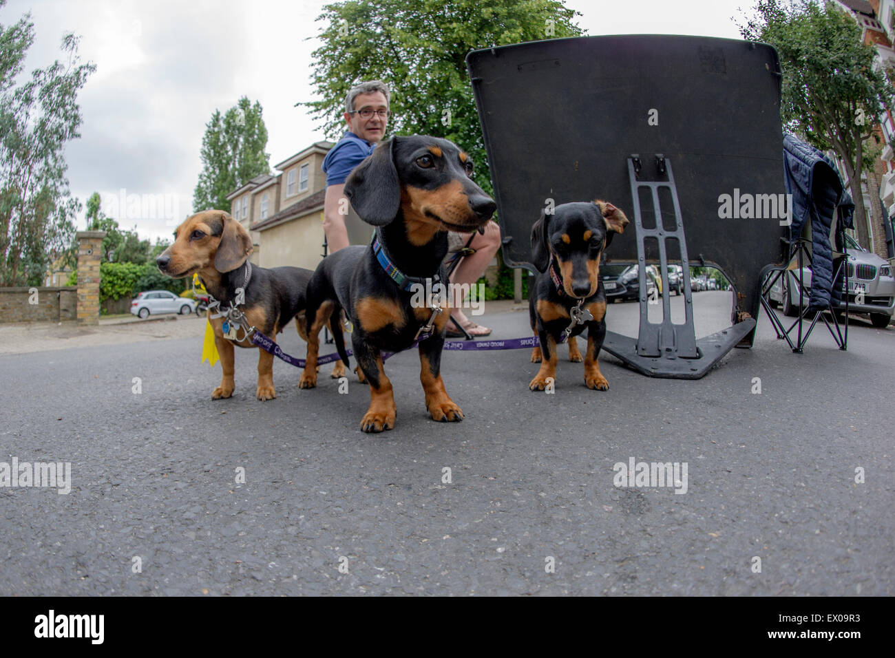 Three dachshunds enjoy a street party in London Stock Photo