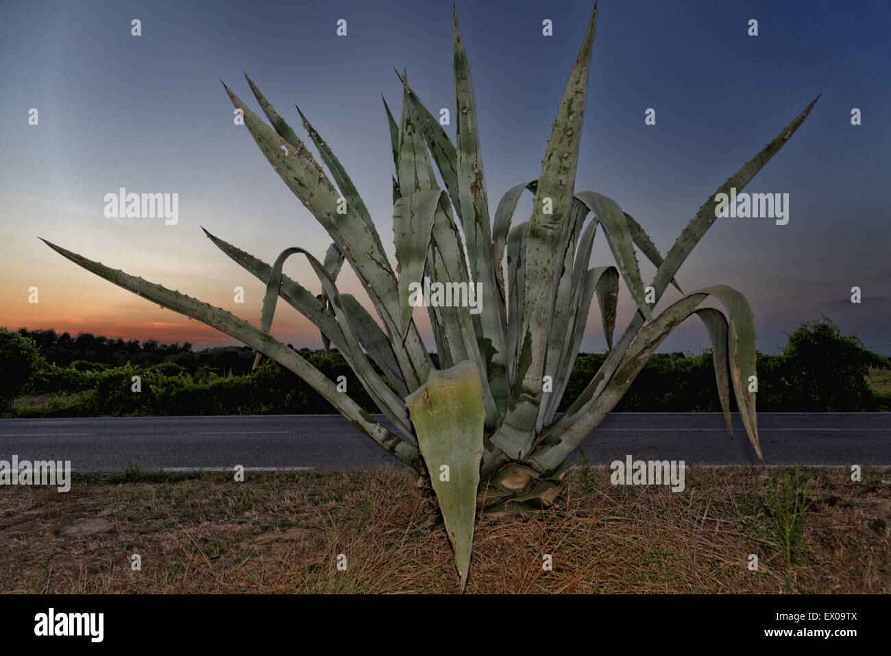 Aloe plant on roadside at dusk Stock Photo