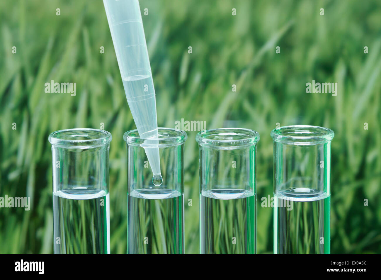 Precision micropipette transferring liquid into test tube Stock Photo
