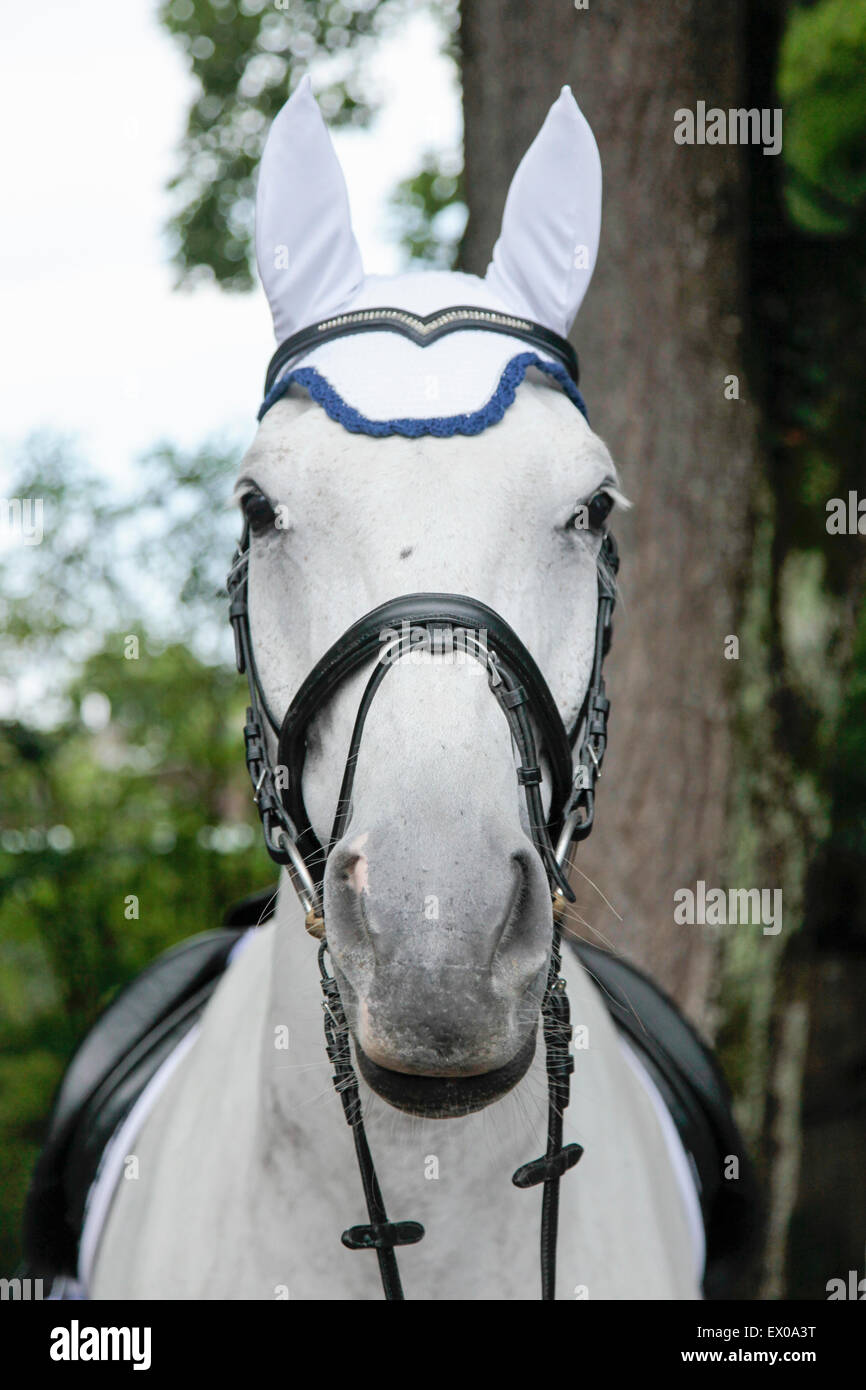 Horse in dressage event Stock Photo