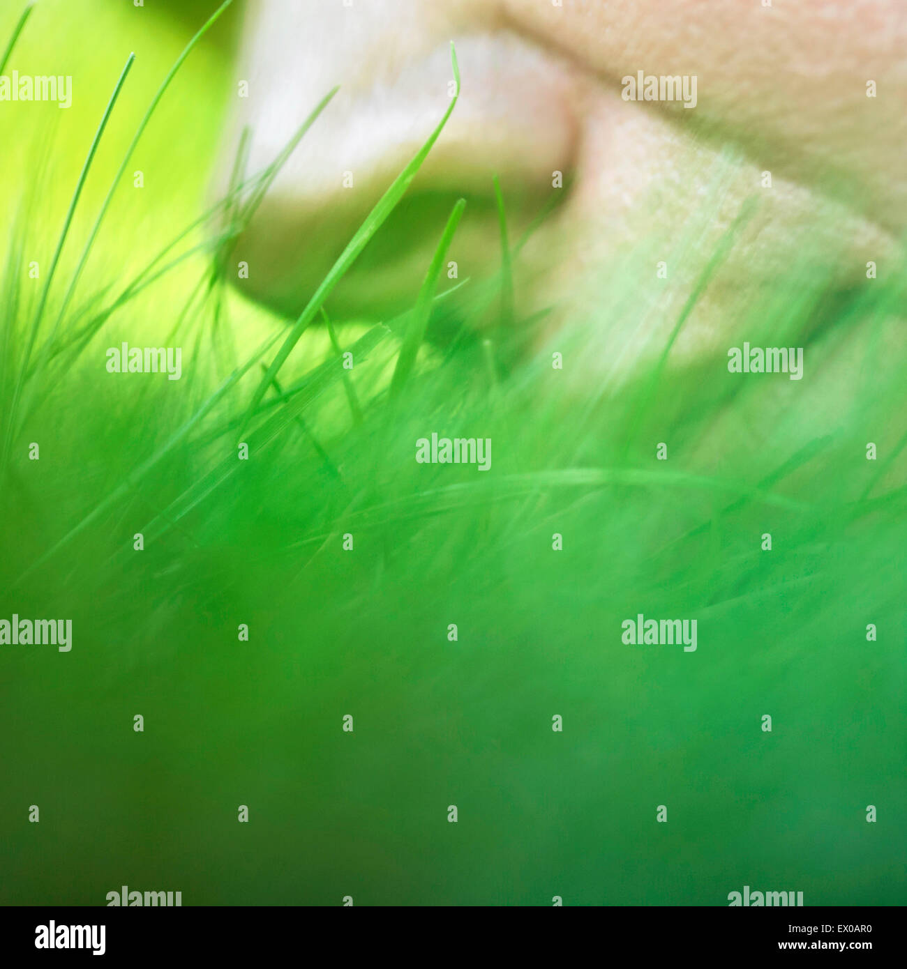 Person smelling grass, close up Stock Photo Alamy