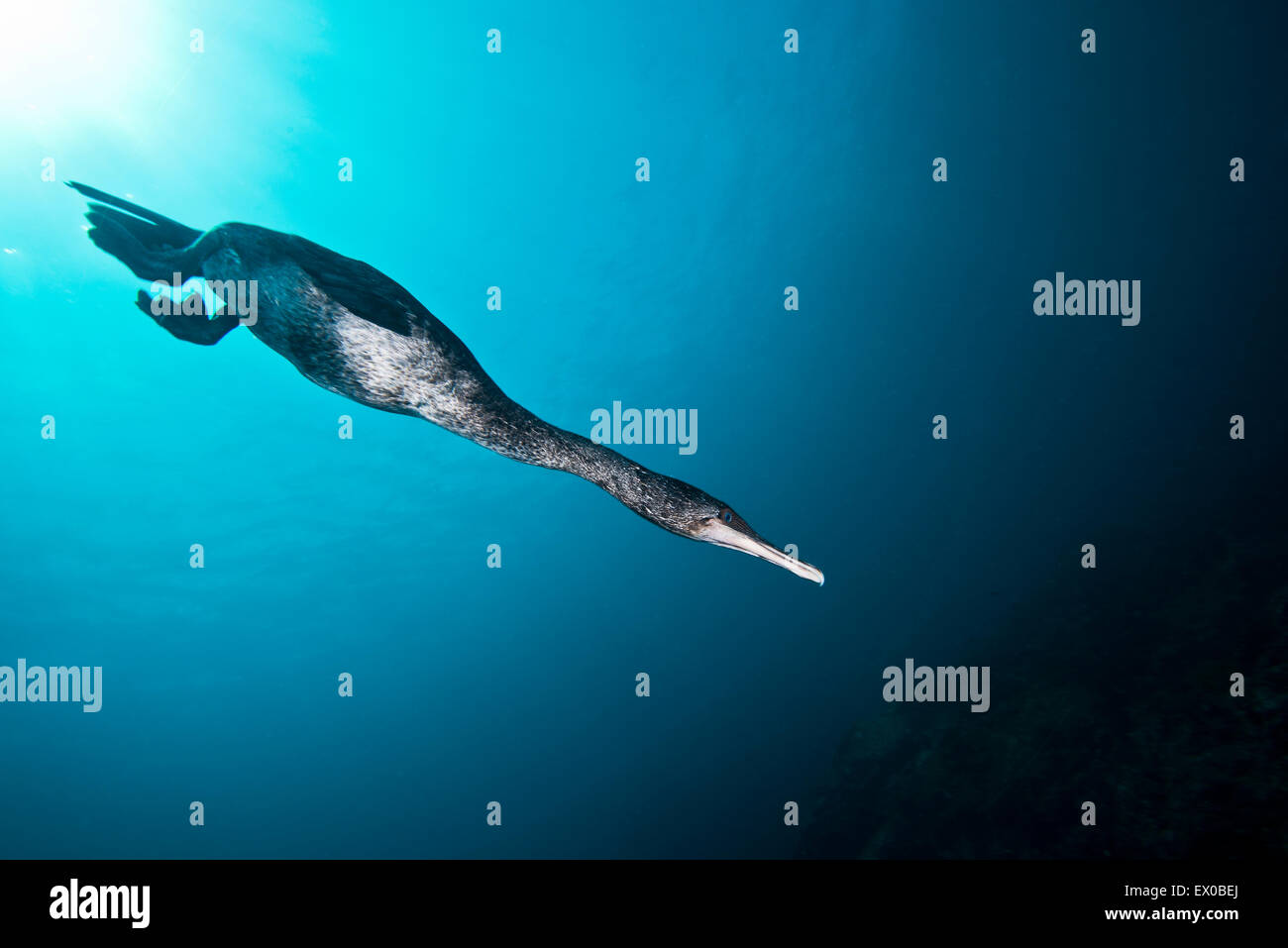 Flightless cormorant underwater hires stock photography and images Alamy