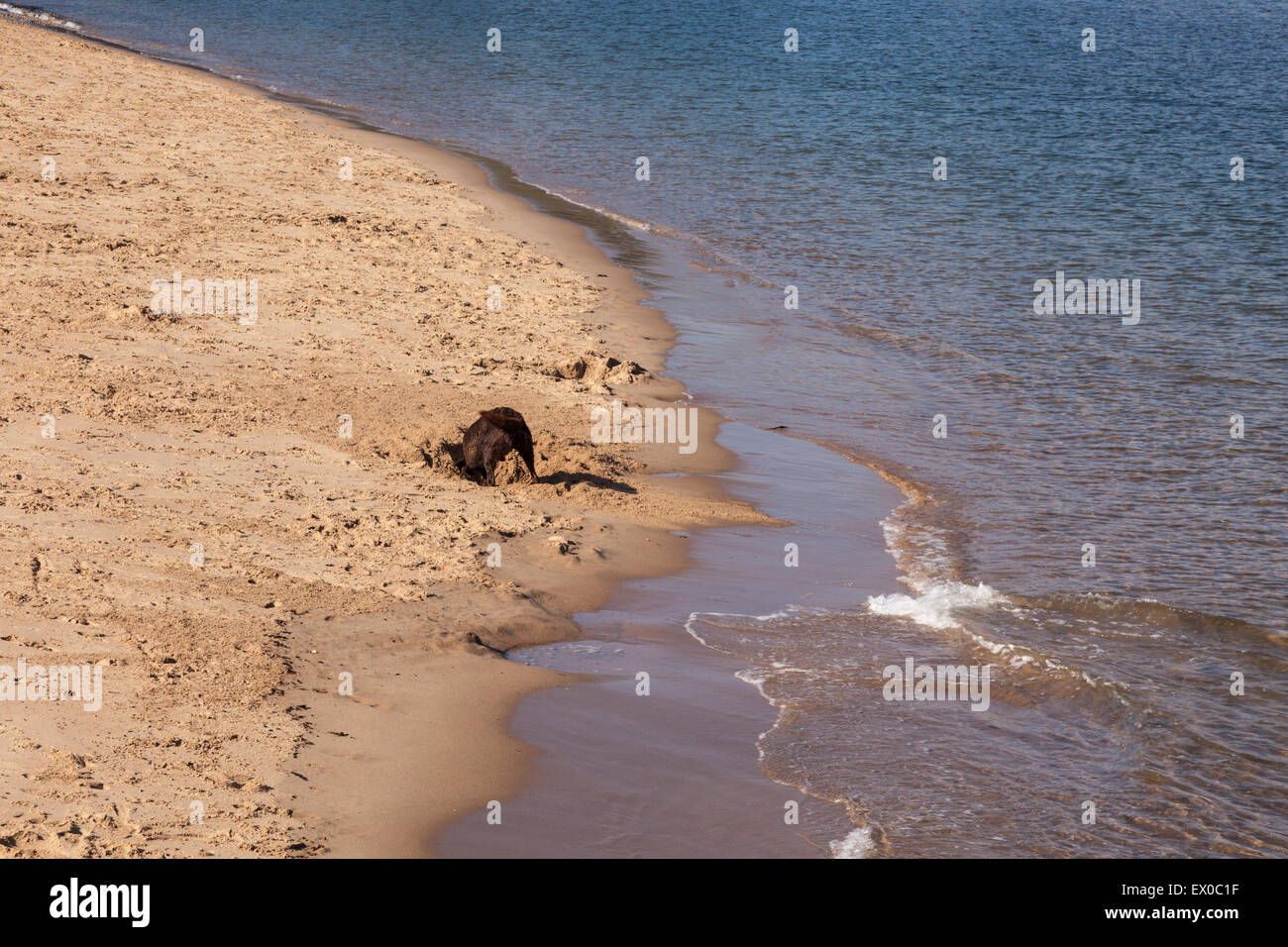 A dog digs in the sand on the River Tyne at North Shields, Newcastle, Tyne and Wear, England, UK Stock Photo
