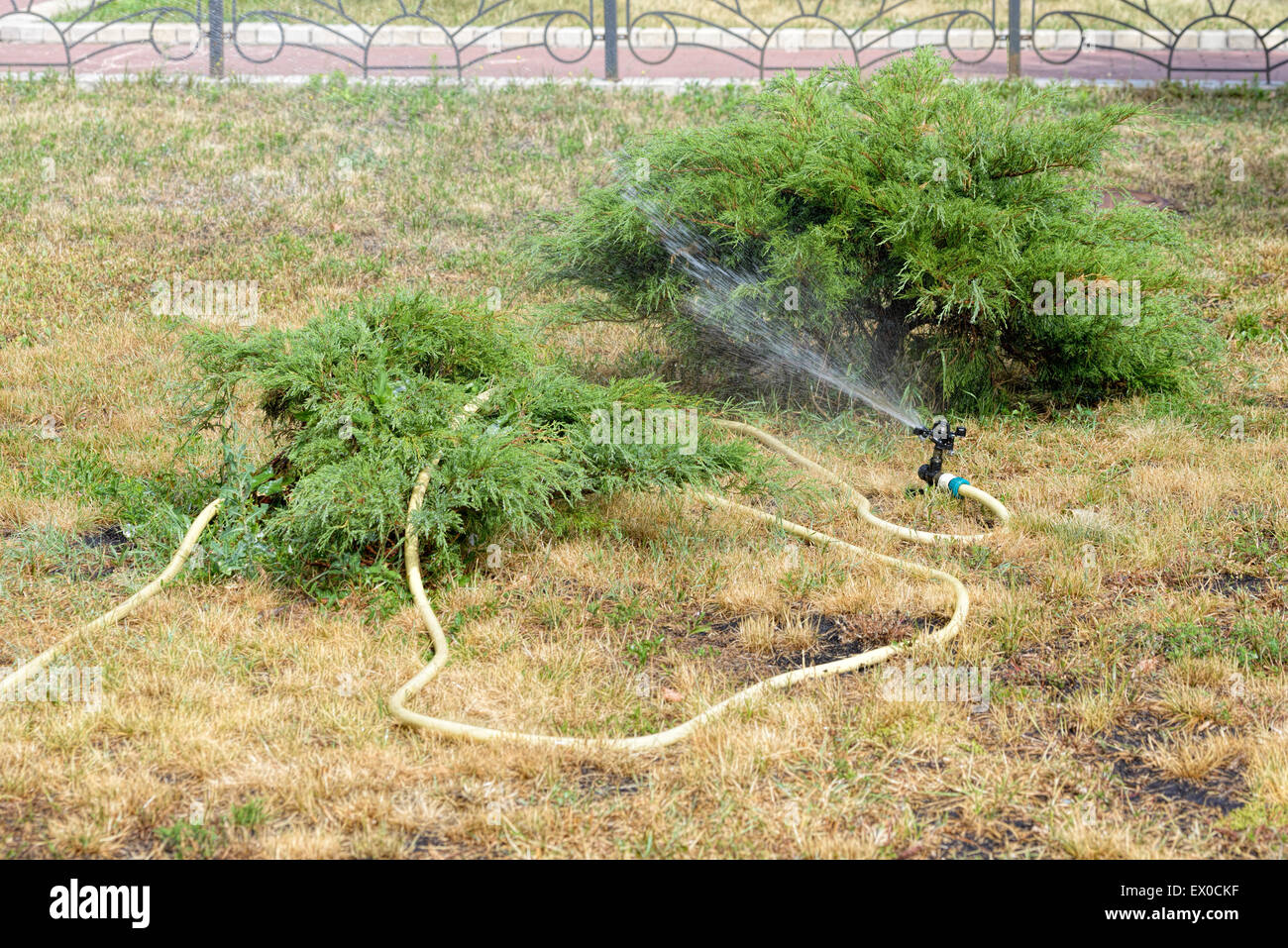 Automatic garden hose with sprinkler spraying fresh water on the lawn