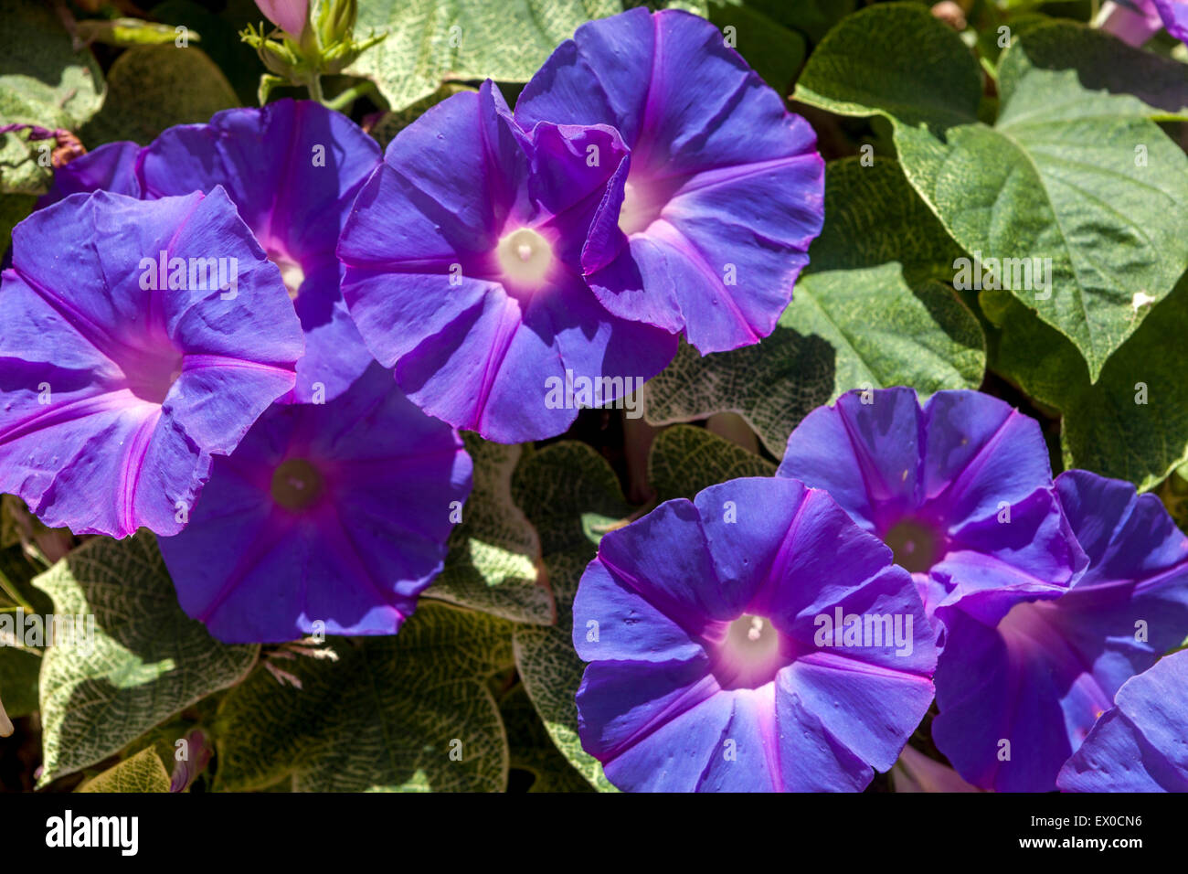 Blue Morning Glory Ipomoea Indica Stock Photo - Alamy