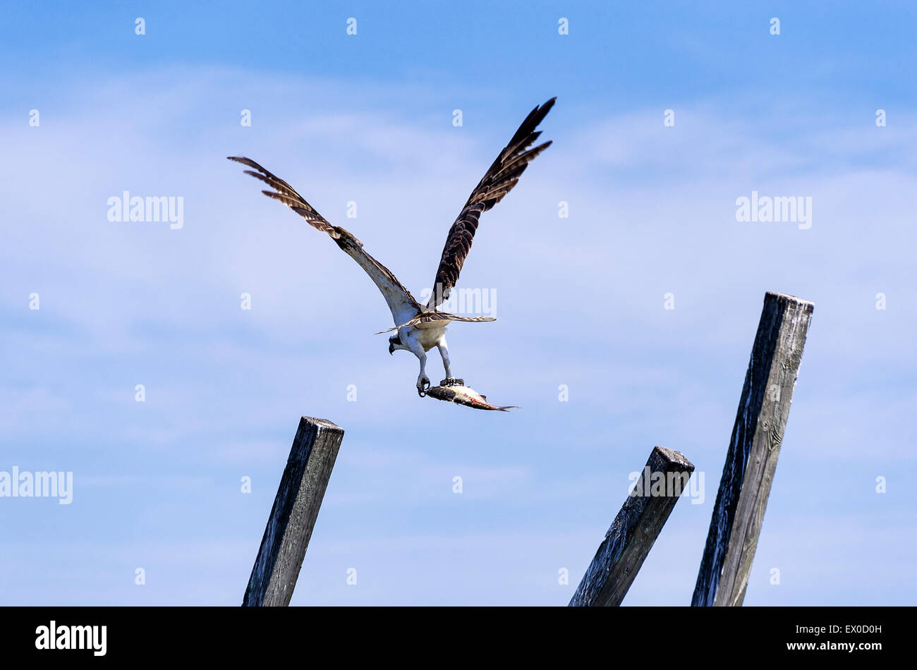 Osprey in flight with catch, North Carolina, USA Stock Photo