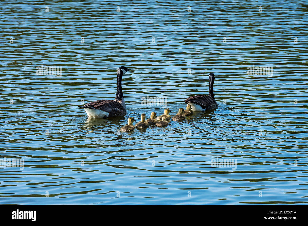 Canadian geese with young goslings. Stock Photo