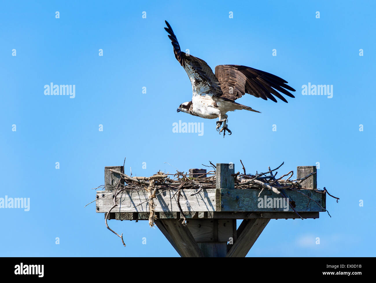 Osprey landing in salt marsh nest, Delaware, USA Stock Photo