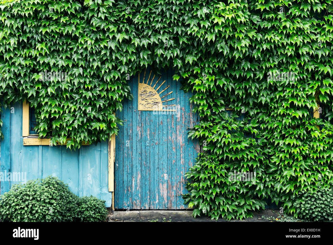 Rustic blue building shrouded in ivy. Stock Photo