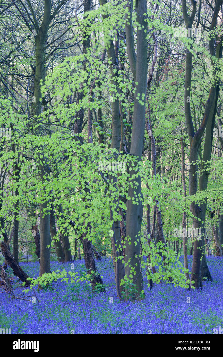 Brighouse hires stock photography and images Alamy