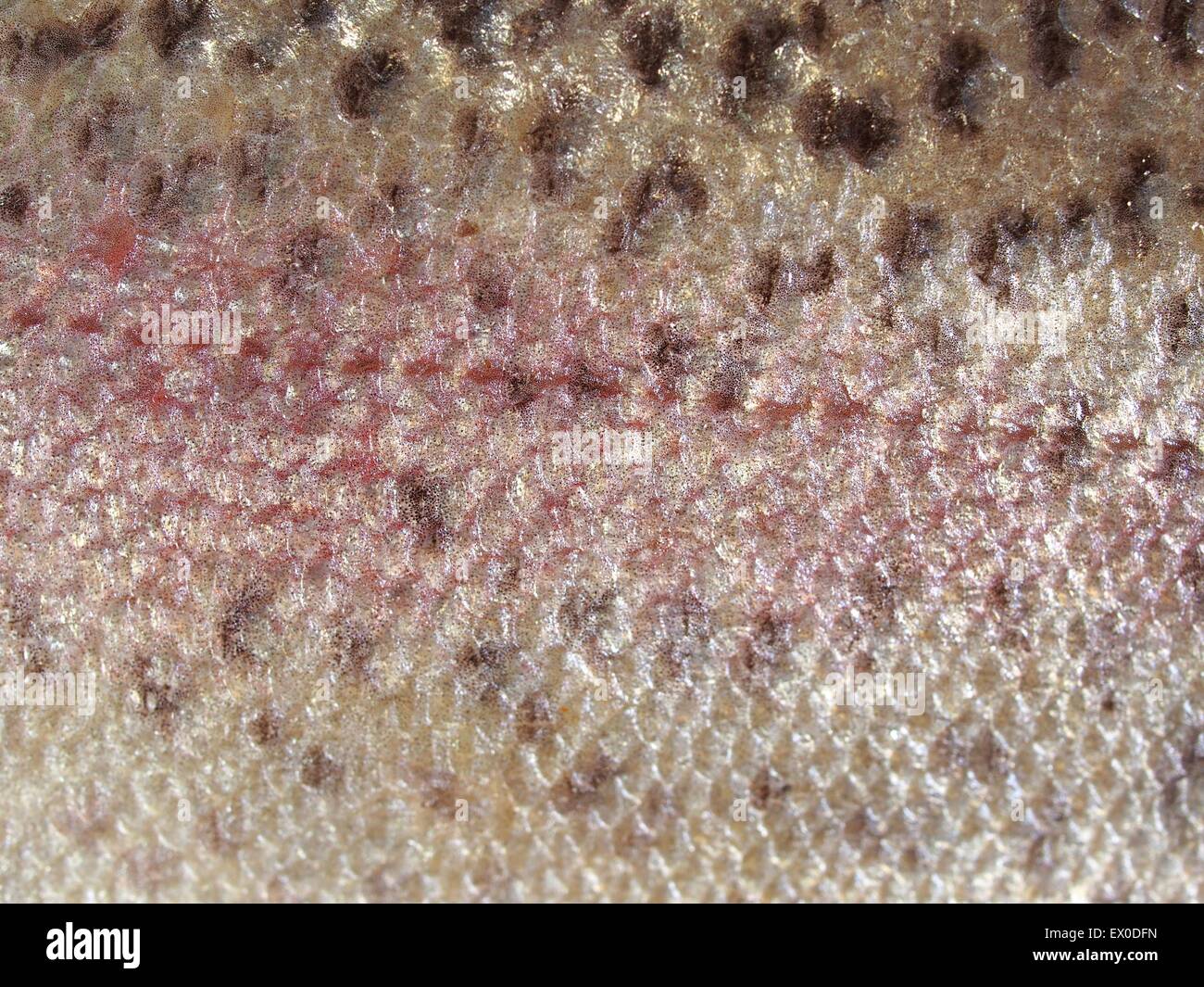 background salmon's skin with scales Stock Photo Alamy