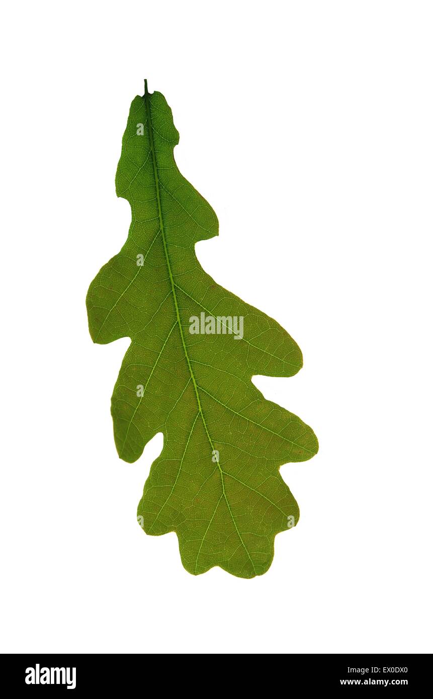 Closeup oak leaf hi-res stock photography and images - Alamy