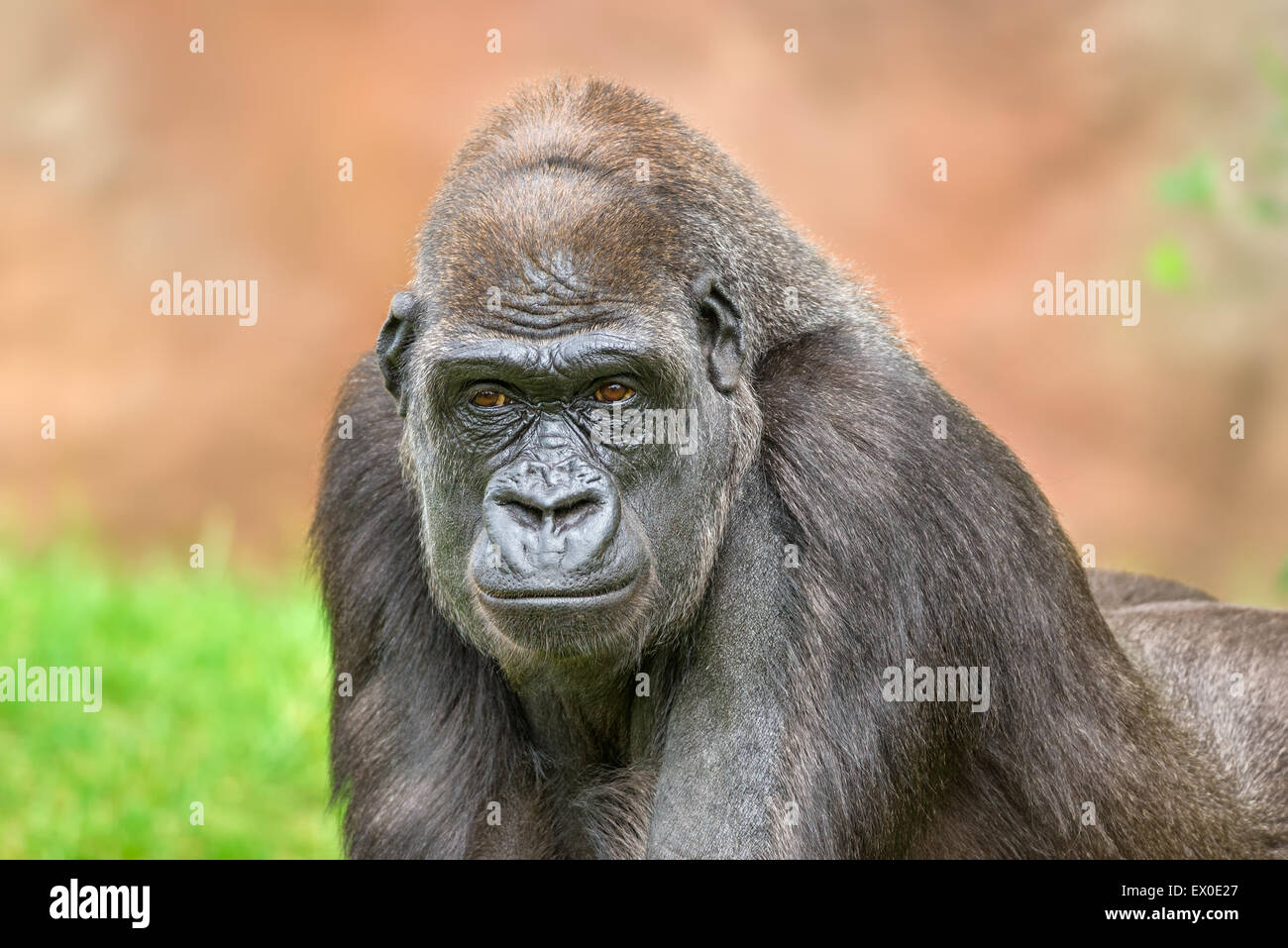 Portrait shot of a big western lowland gorilla Stock Photo