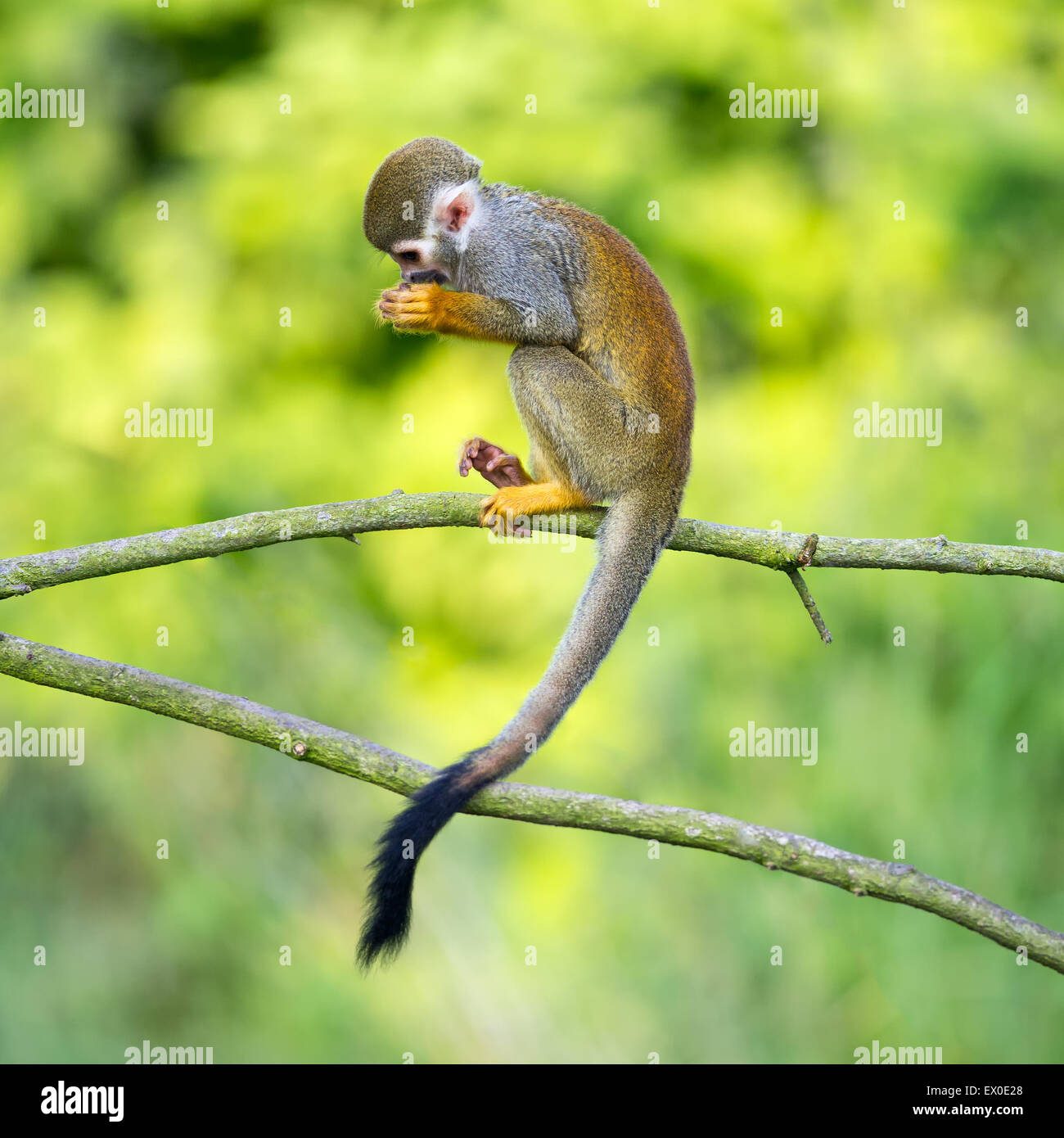 Portrait of common squirrel monkey (Saimiri sciureus) sitting on a tree branch Stock Photo