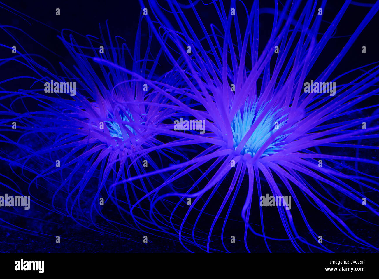 Tube anemones under black light. Stock Photo