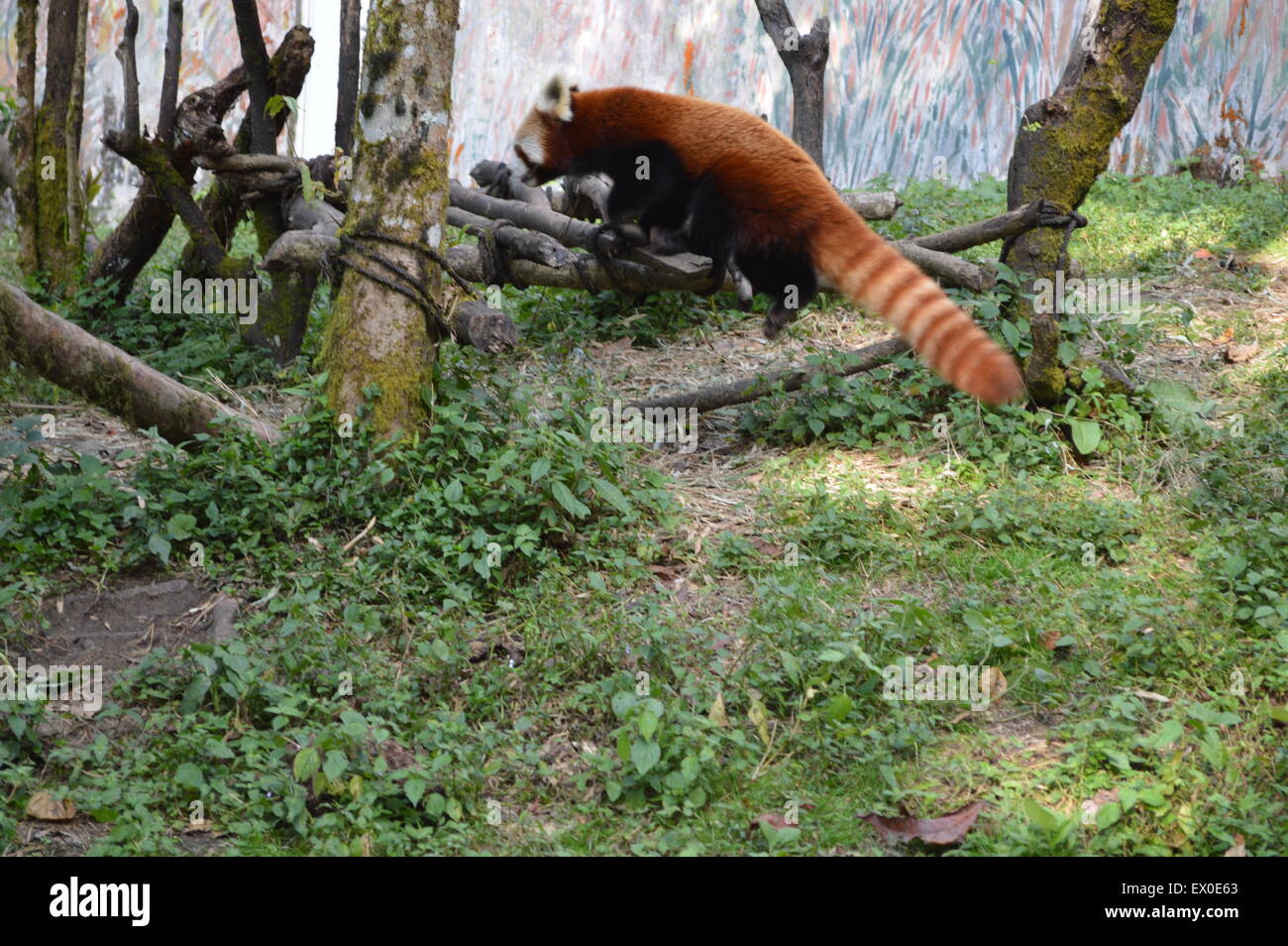 Red Panda in the zoo of Darjeeling Stock Photo