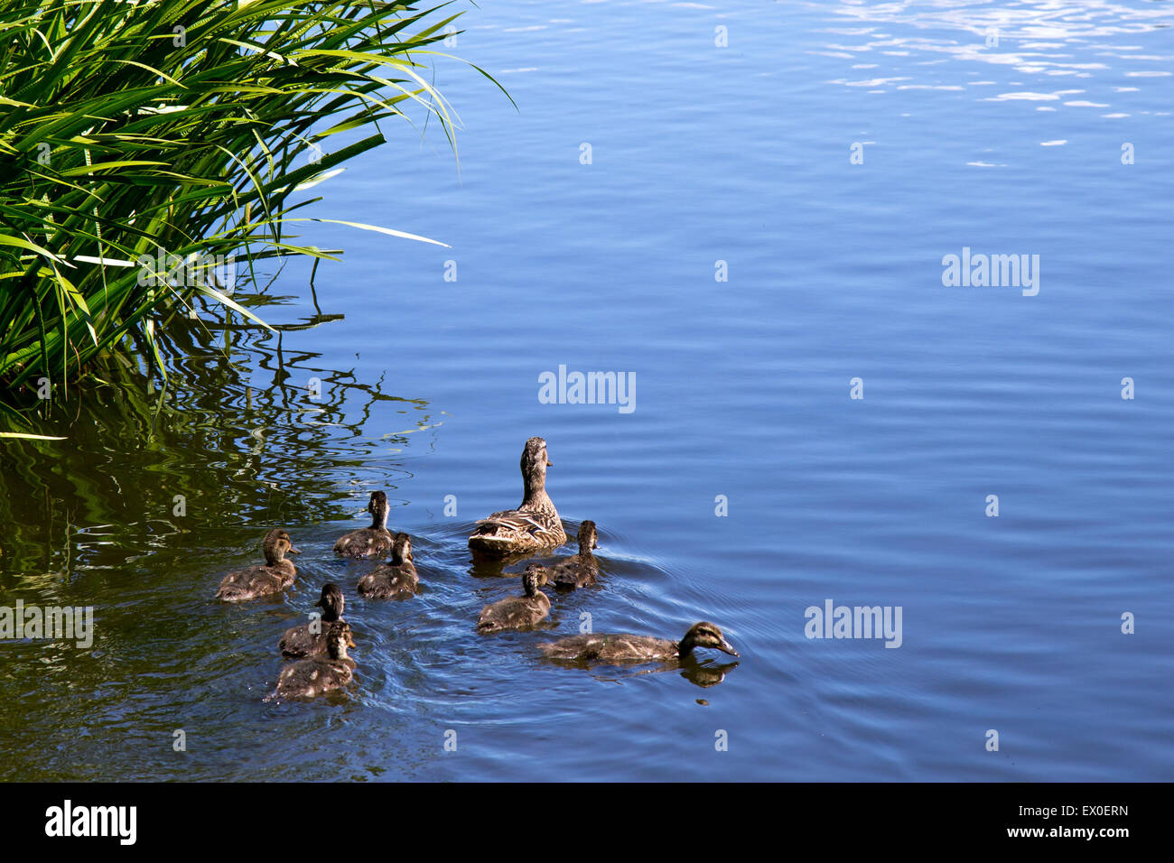 Duck & Ducklings Daisy Nook. Stock Photo