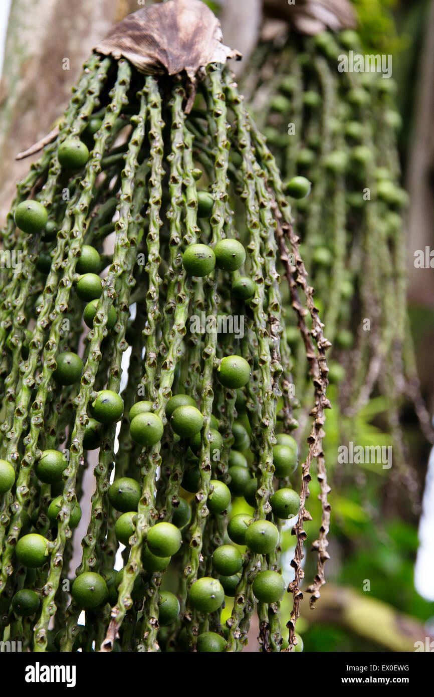 Areca palm plant hi-res stock photography and images - Alamy