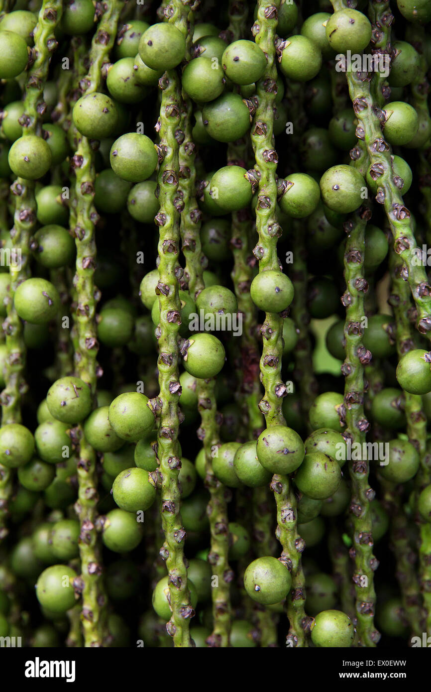 arenga pinnata palm seed Stock Photo
