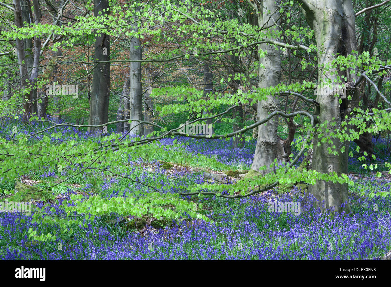 Wharfedale in spring hires stock photography and images Alamy