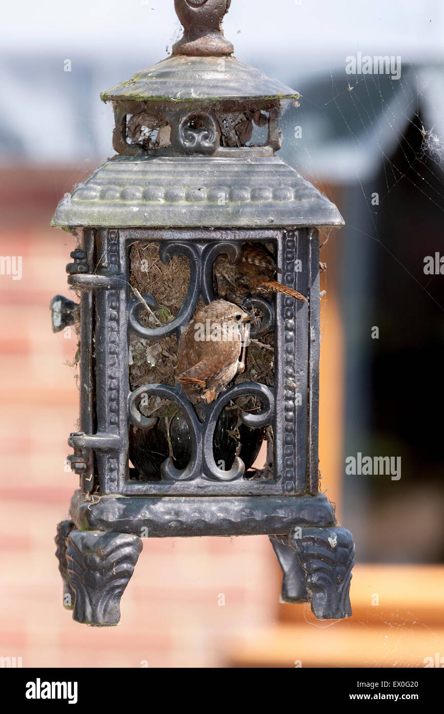 Northampton, UK. 03rd July, 2015. A pair of Wren. Troglodytes troglodyter (Troglodytidae) nesting in a old cast iron lamp and are now busy feeding their chicks, 3 have been seen up to now. Credit:  Keith J Smith./Alamy Live News Stock Photo
