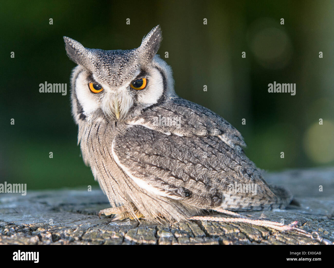 White faced Owl Stock Photo