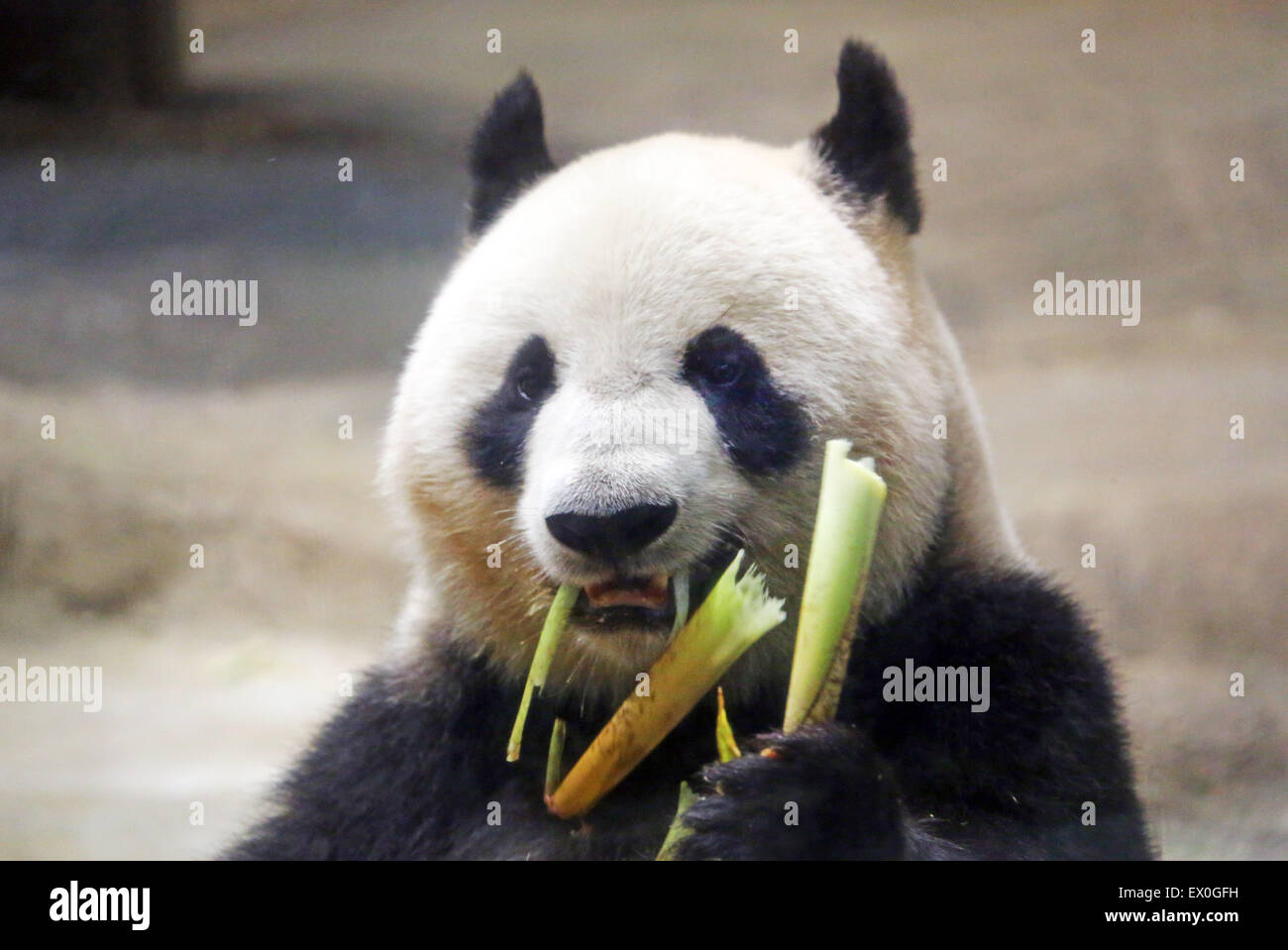 Japan, Tokyo. 3rd July 2015. Sing Sing the Giant Panda celebrated her 10th  Birthday in style at Ueno Zoological Gardens in Tokyo, Japan with a frozen  birthday cake of ice, carrots, apple