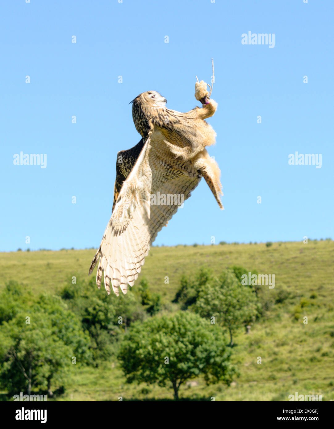 Eagle Owl Stock Photo