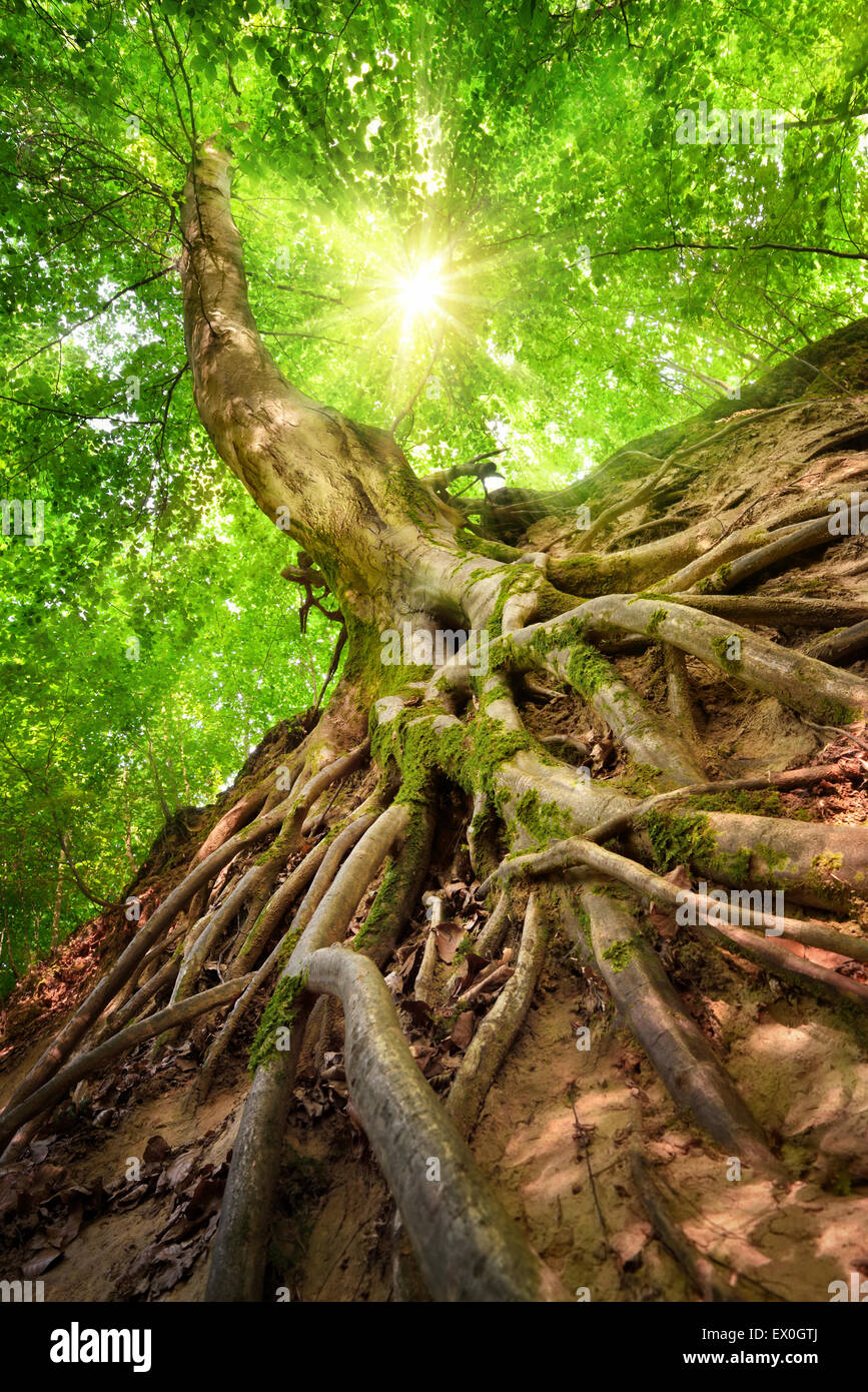 Forest scenery in worm's eye view emphasizing the roots of a beech tree, with the sun shining through the foliage Stock Photo