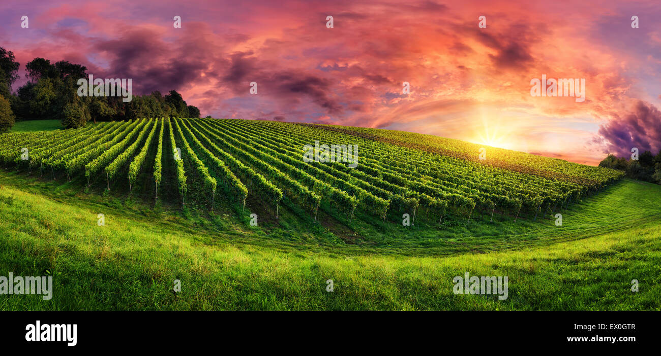Panorama landscape with a vineyard on a hill and the magnificent red sunset sky Stock Photo