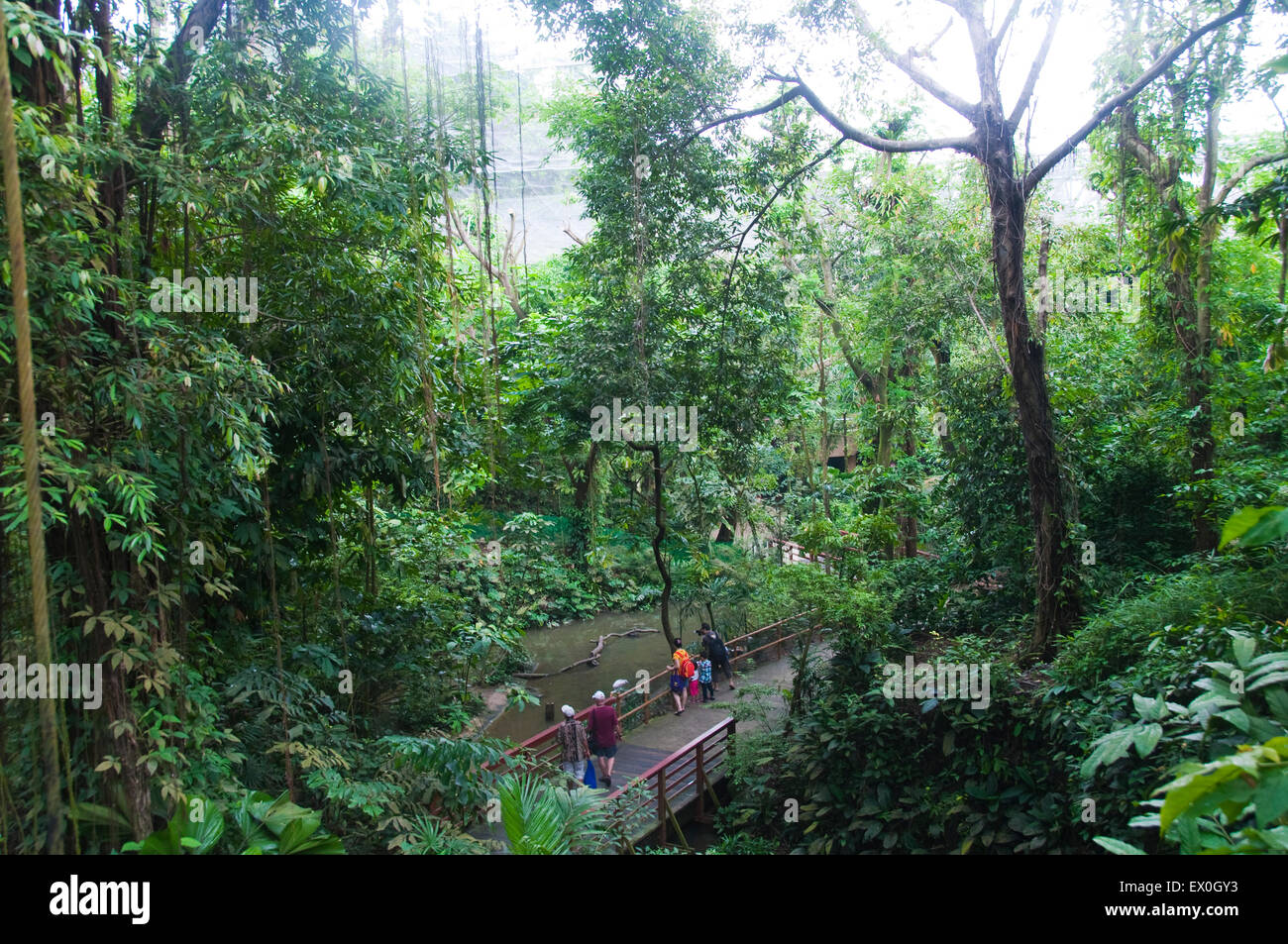 Birds in Jurong bird park aviary in Singapore Stock Photo Alamy