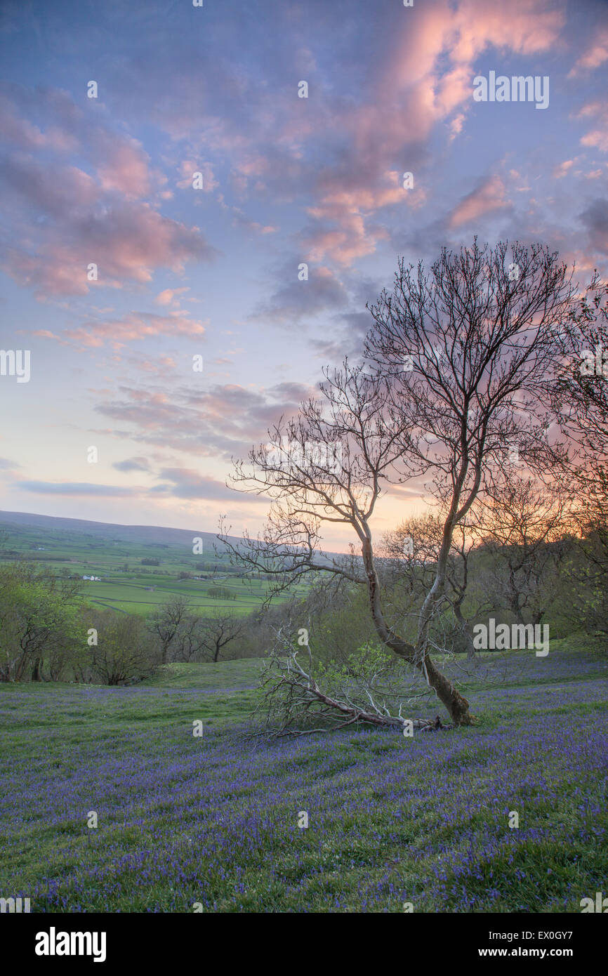 Bluebells growing on exposed hillside at sunset in the Yorkshire Dales, near Settle, North Yorkshire, UK Stock Photo