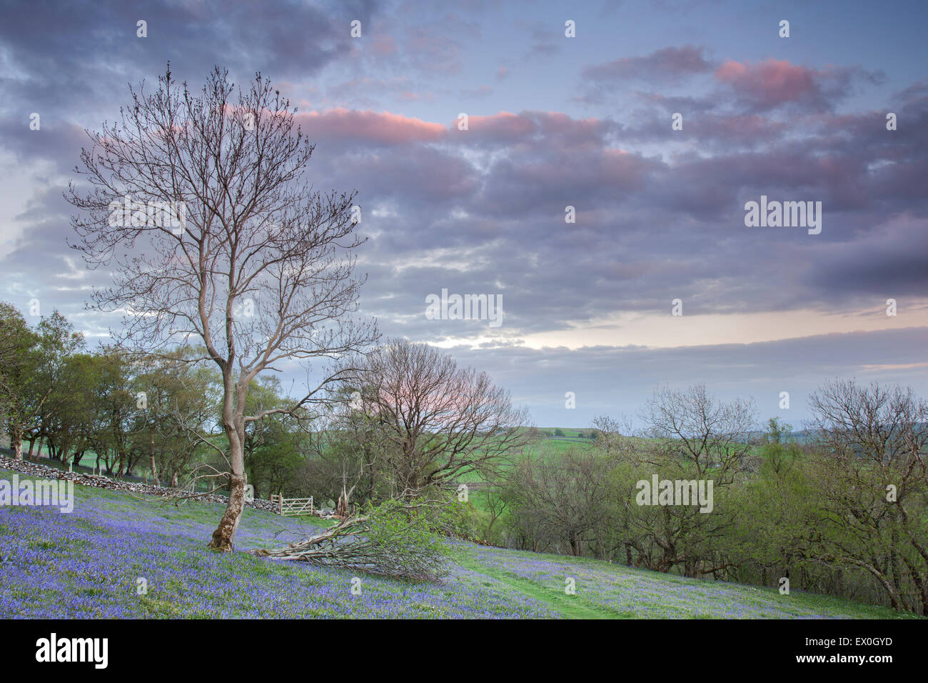 Bluebells growing on exposed hillside at sunset in the Yorkshire Dales, near Settle, North Yorkshire, UK Stock Photo