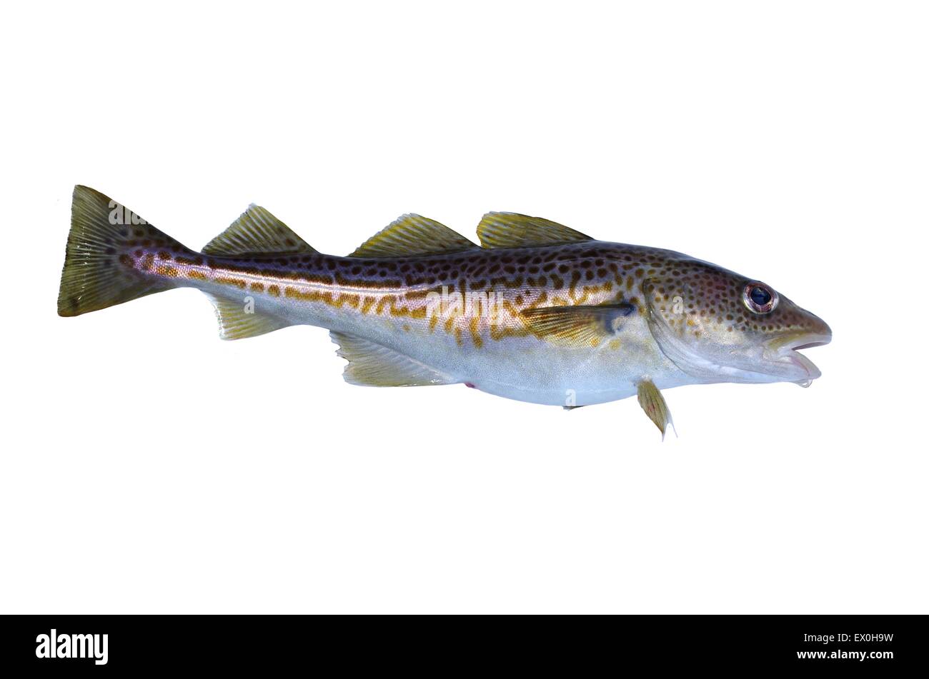 big cod fish on a white background Stock Photo
