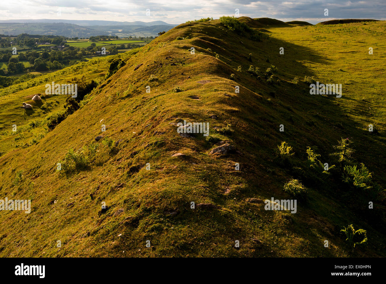 A path along the ramparts of Nordy Ring Iron Age Hill Fort at sunset, Shropshire Stock Photo Alamy