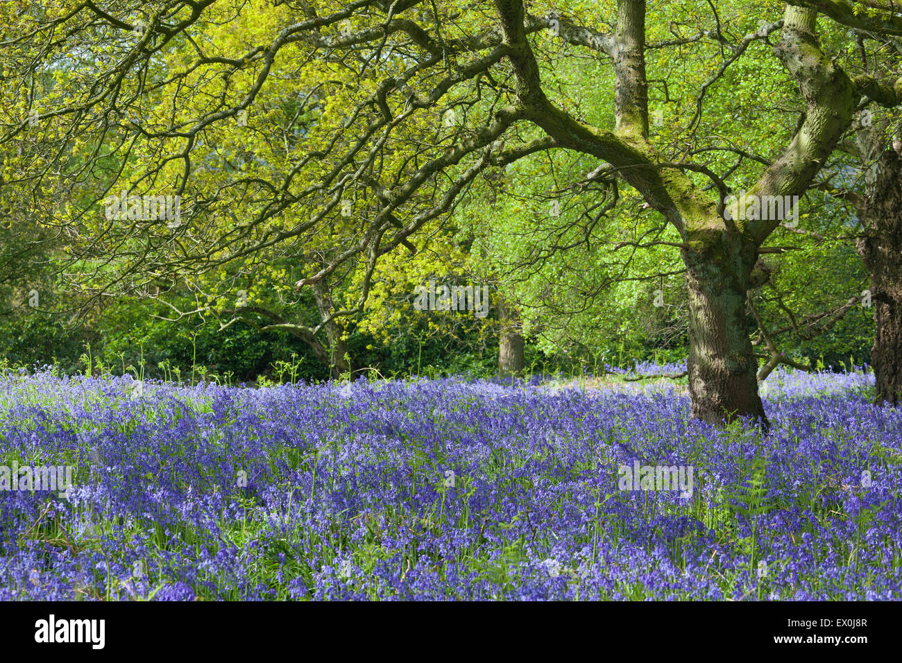 Coppiced trees in forest hi-res stock photography and images - Alamy