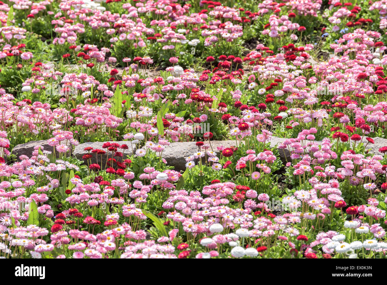 Pink Daisy Field Blossom In Spring Stock Photo