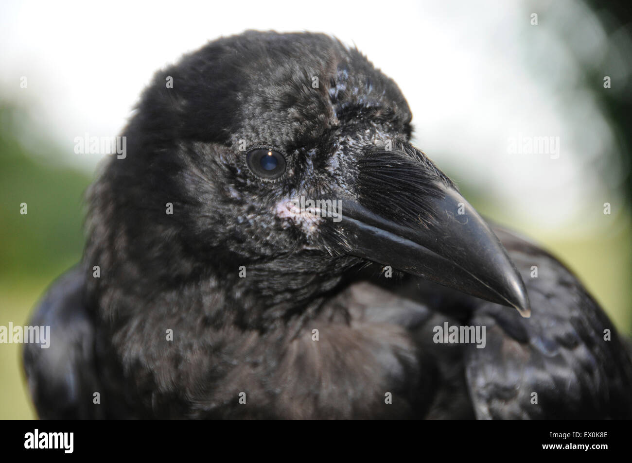 Cooling off in the July heatwave is 'Cronk' - the pet raven (Corvus corax) belonging to David Whitby of Sussex. Stock Photo