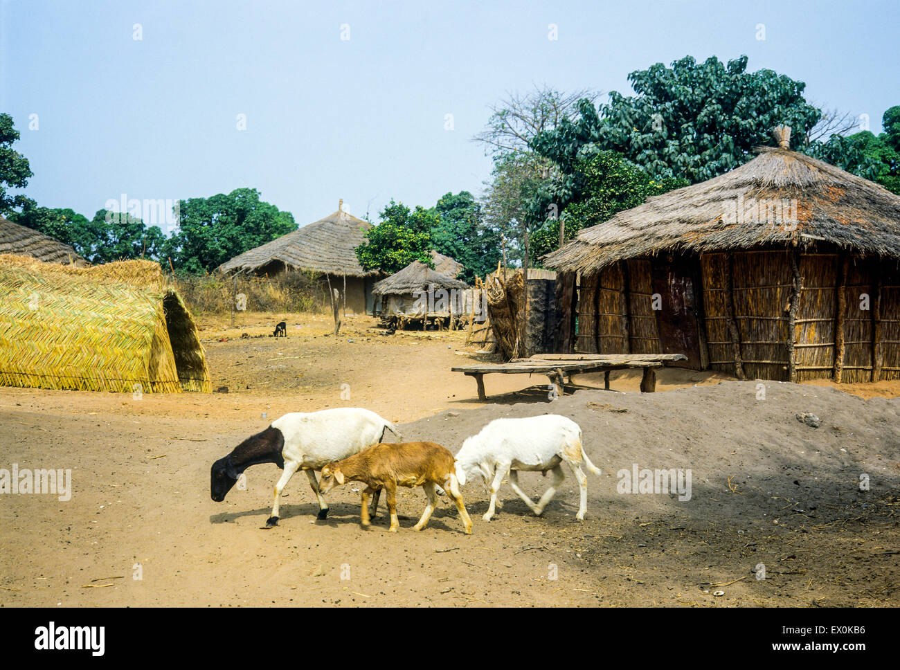 Goats and reed thatched huts, Juffureh village, Gambia, West Africa Stock Photo