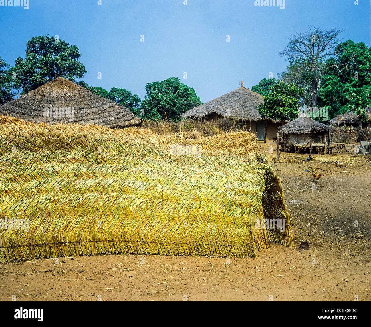 Woven reed screens for walling or fencing and thatched huts, Juffureh village, Gambia, West Africa Stock Photo